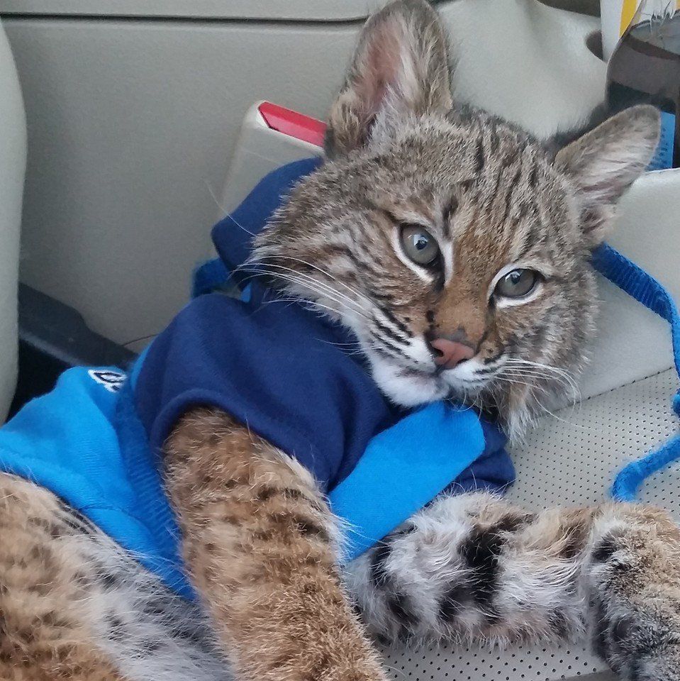 Capone the bobcat